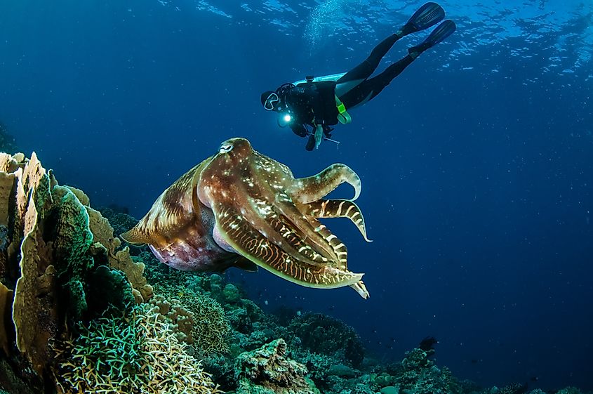 A diver and a cuttlefish.