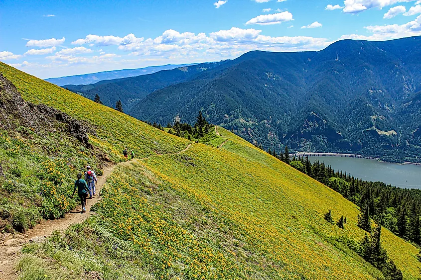 Trail above the Columbia River Gorge near White Salmon, Washington.