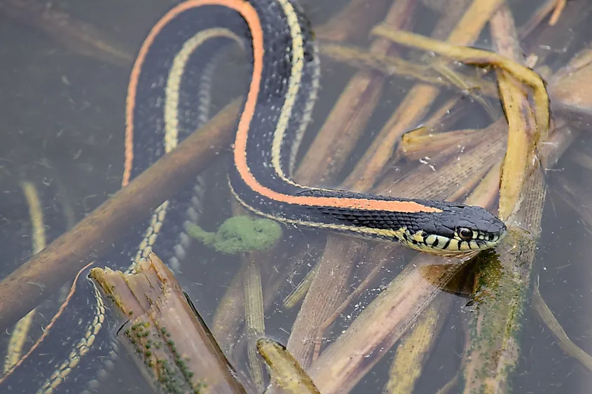 A plains garter snake resting in water.