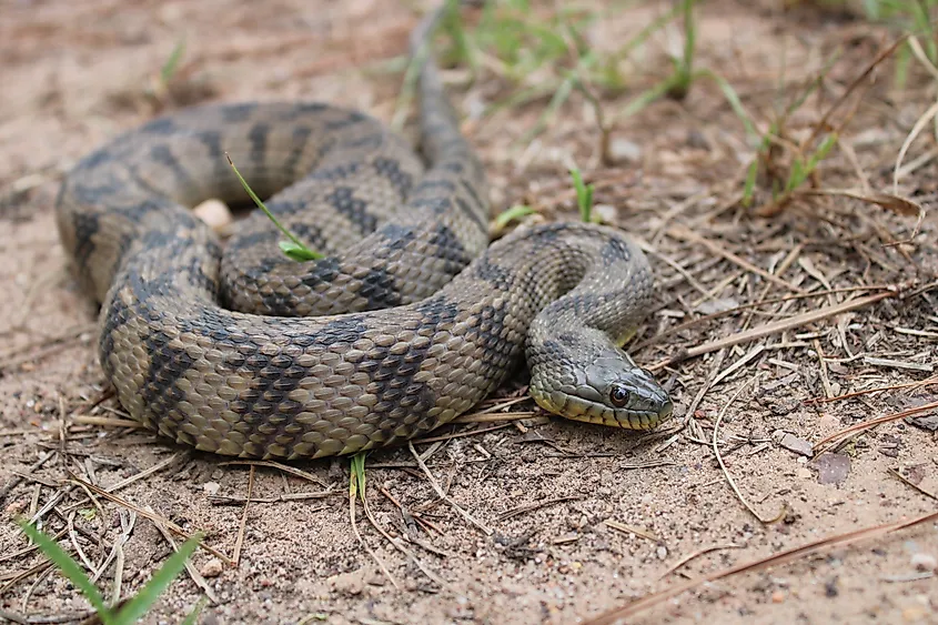 Adult diamondback water snake in natural habitat.