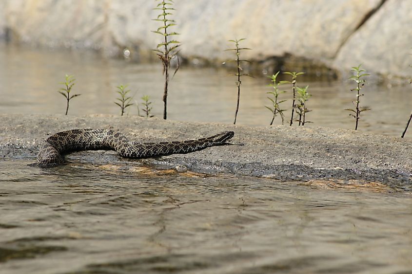 Eastern Massasauga Rattlesnake coming out of water.
