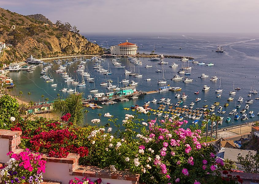 Flowers, harbor, and Casino in the town of Avalon, Santa Catalina Island.