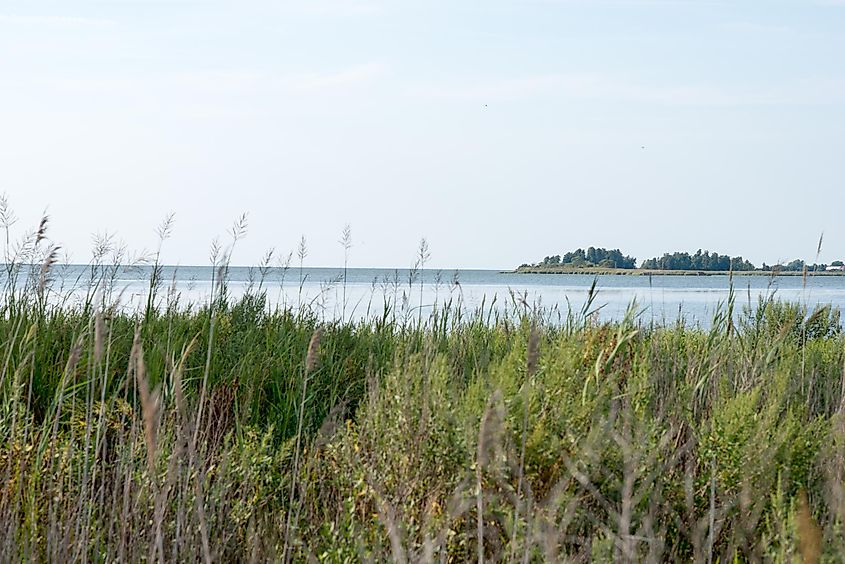 Reeds and Chesapeake Bay on Maryland's Eastern Shore near Rock Hall
