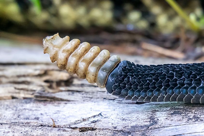 A close-up view of the rattle of the timber rattlesnake.