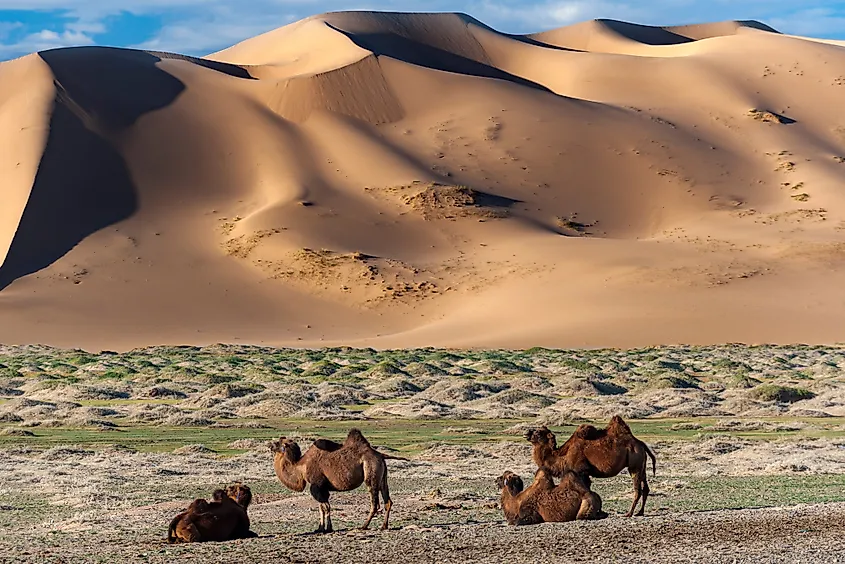 A group of camels resting in the evening in front of the sand dunes of the Gobi desert, Mongolia.