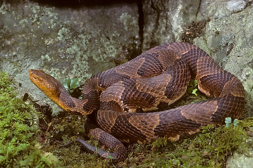 The Northern copperhead snake.