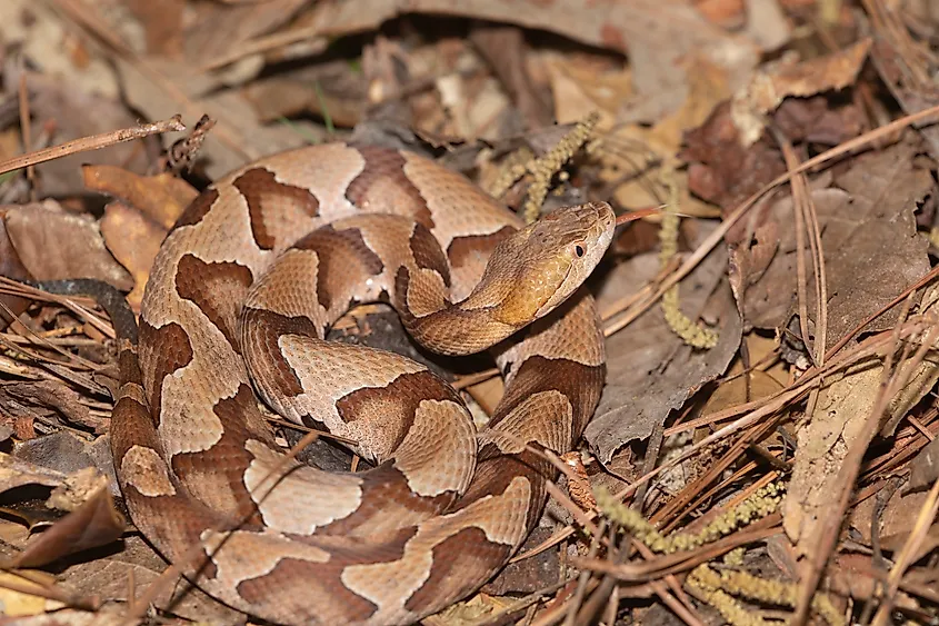 Southern Copperhead on the North Carolina Coast