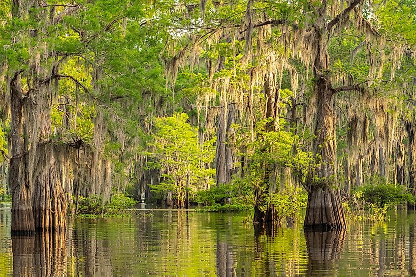 Atchafalaya Basin, Louisiana.