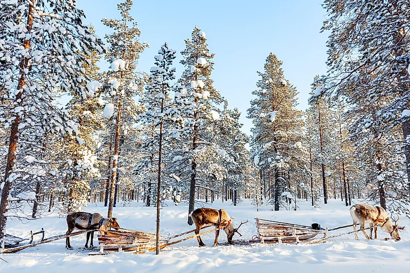 Reindeer in a winter forest in Finnish Lapland.