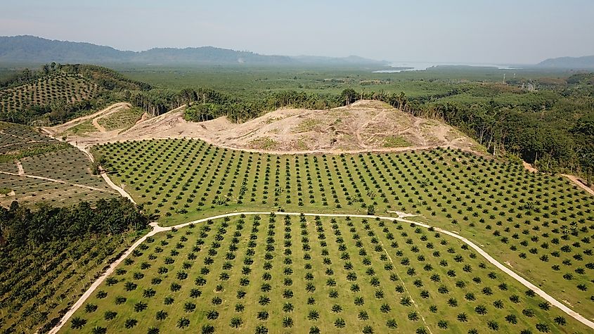 Palm oil plantation Borneo