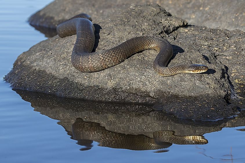 Northern Water Snake basking on a rock near the water.
