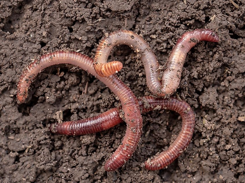 Earthworms have five hearts