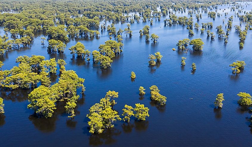 The Atchafalaya River and swamp are only a short ride outside of Henderson. Image credit Sasha Craig via Shutterstock