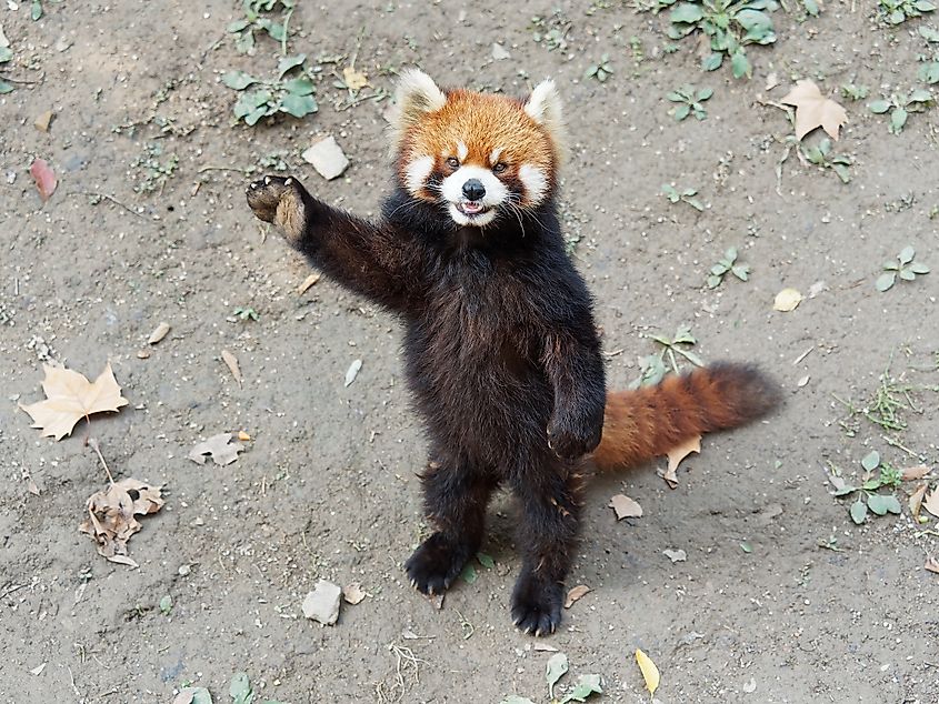 Cute red panda standing