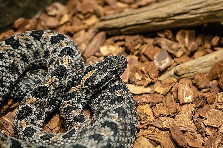 Dusky pygmy rattlesnake.