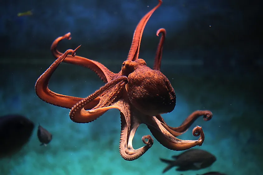 Octopuses, like squid, have three hearts