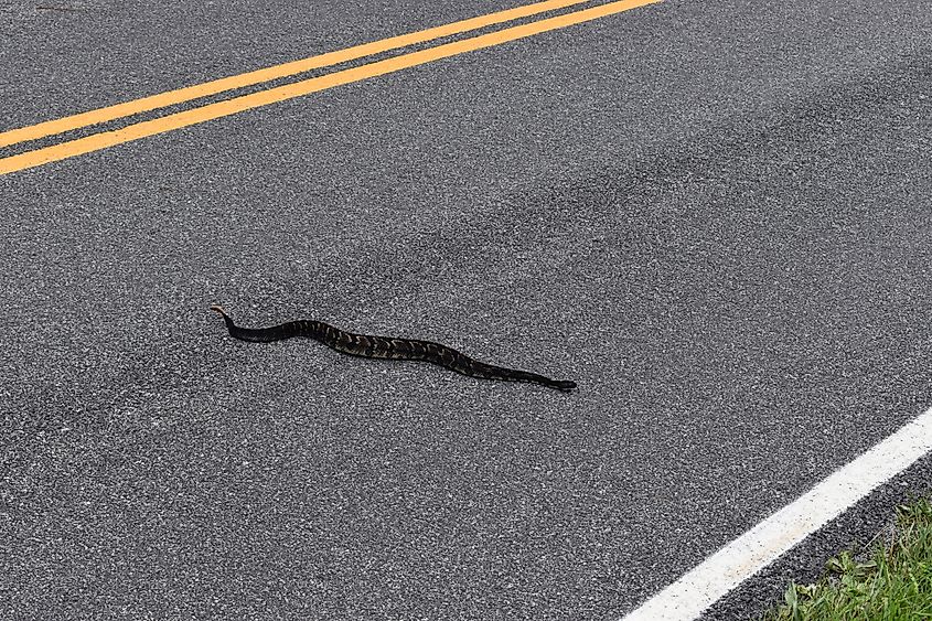 A timber rattlesnake crossing a road