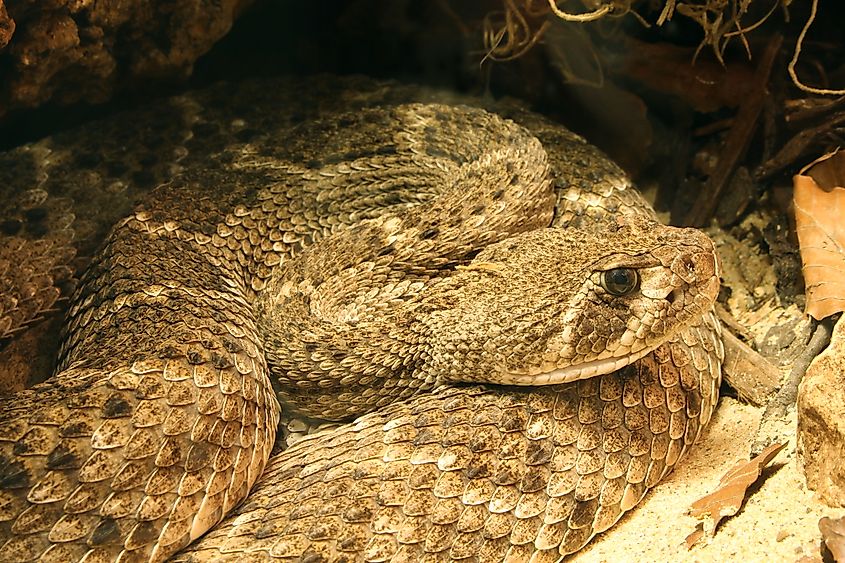 Western Diamondback Rattlesnake, Crotalus atrox, Location: Germany, Ulm, Zoological Garden