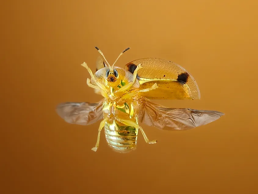 A flying golden tortoise beetle.