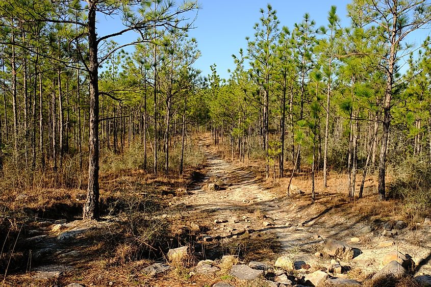 The Backbone Trail winding through pine forest in Kisatchie National Forest, Louisiana