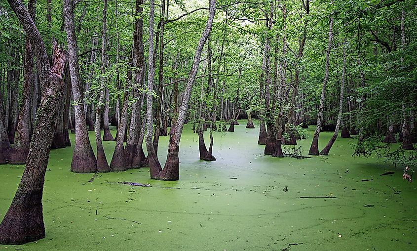 Pearl River cypress swamp, Madison County, Mississippi.
