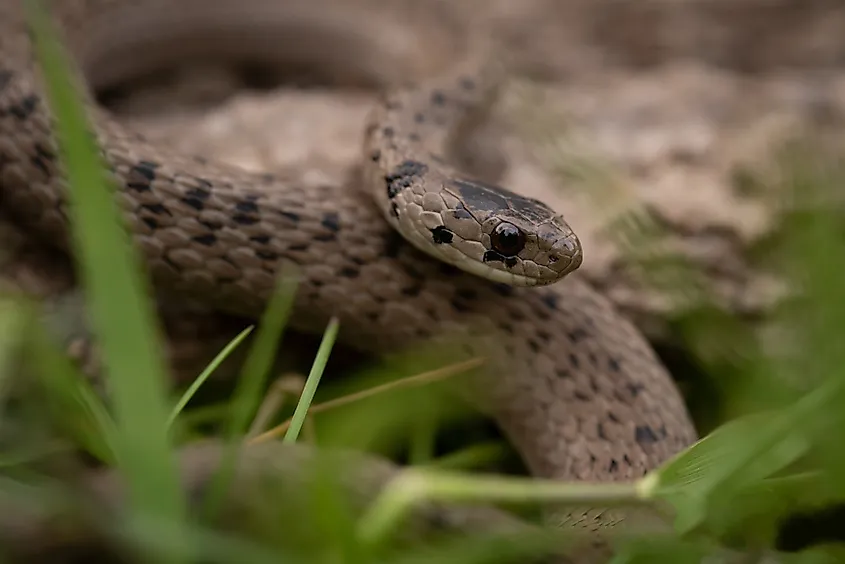 DeKays brown snake (storeria dekayi).