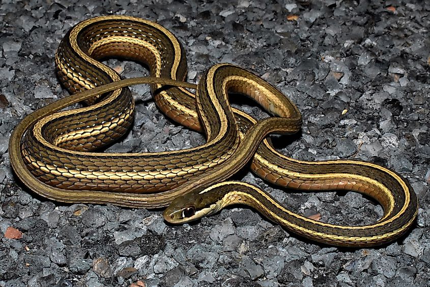 Eastern ribbon snake (thamnophis saurita).