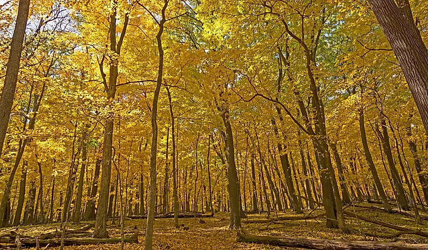 A yellow forest in Backbone State Park, Iowa.