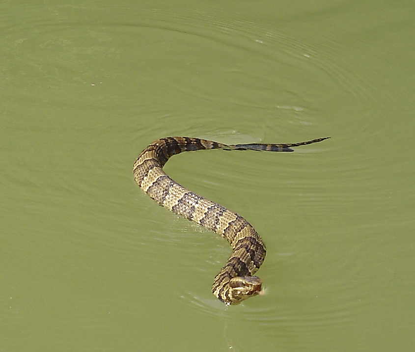 This is a watersnake on the Harpeth river outside Nashville, Tennessee. Potentially a cottonmouth (Agkistrodon piscivorus)