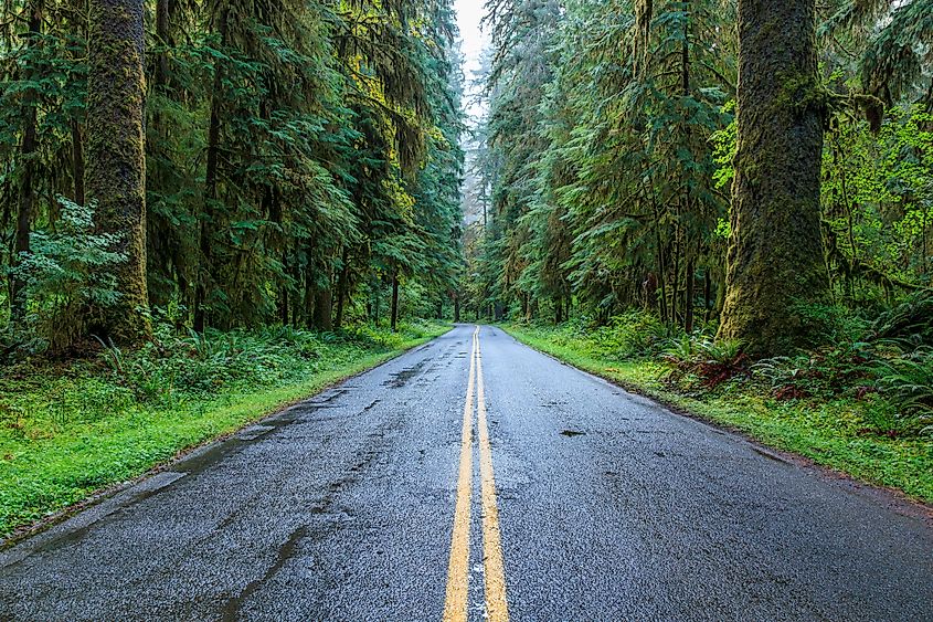 Road leading into the Hoh Rain Forest, Olympic National Park, Washington