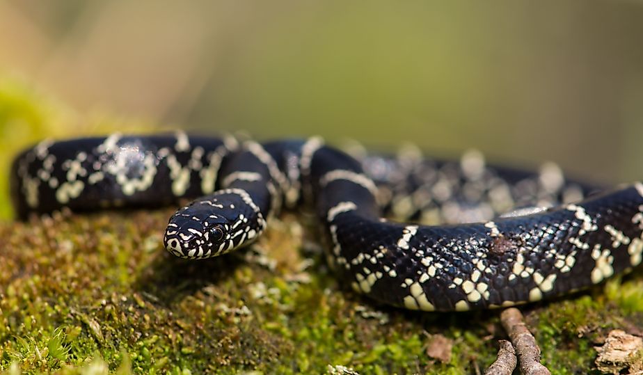Eastern Kingsnake/